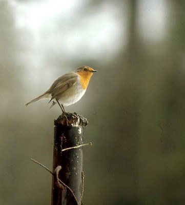 ib2002.jpg ib2002.jpg