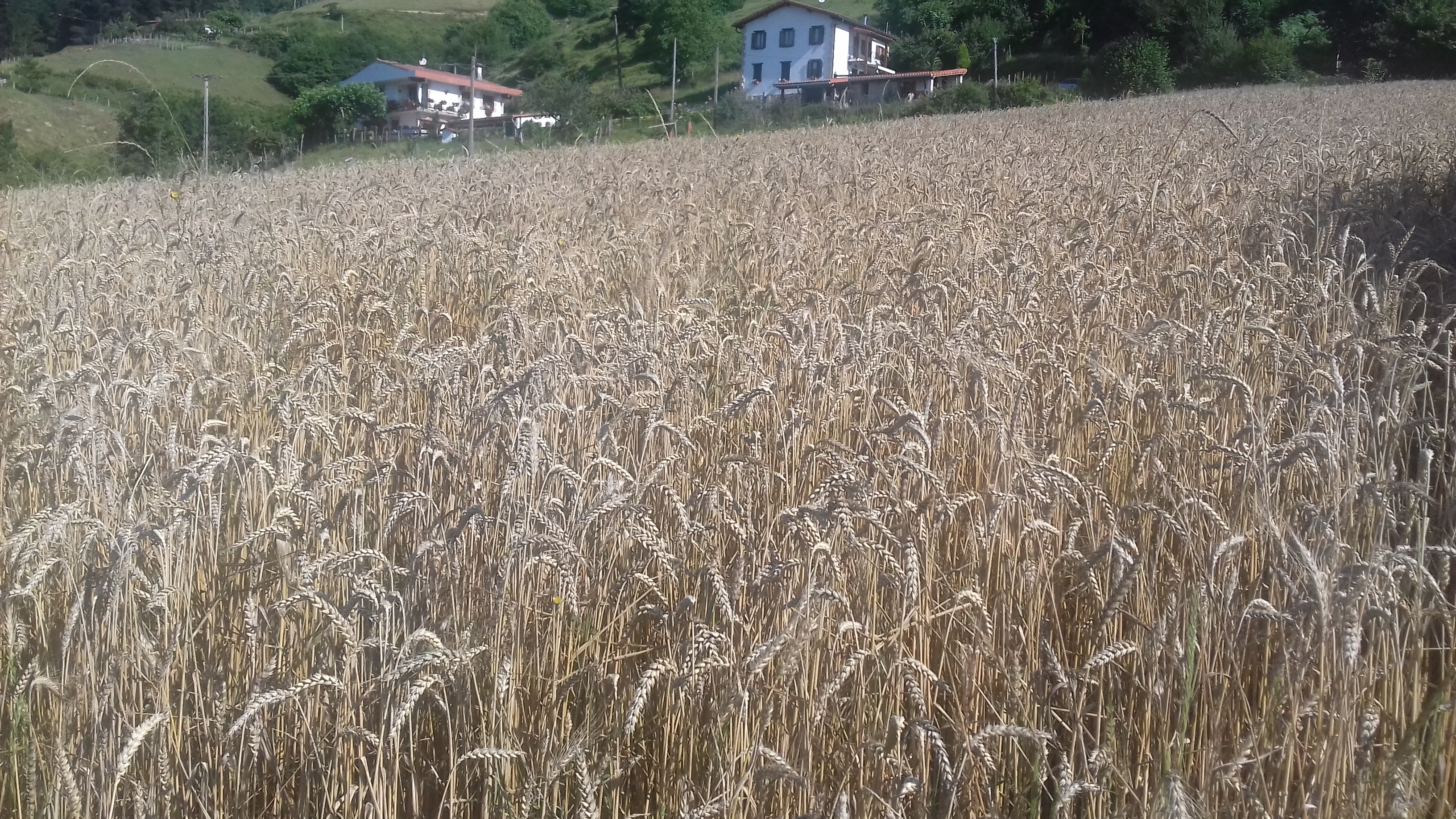 Gari-saila, Zozola (Eibar)