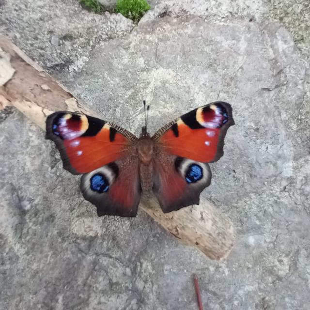 Tximeleta Eibar bisitatzen