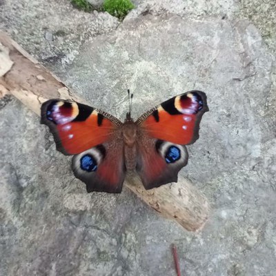Tximeleta Eibar bisitatzen