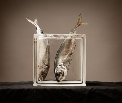 argizaiola07.jpg argizaiola07.jpg