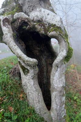 IMG_0732.JPG IMG_0732.JPG