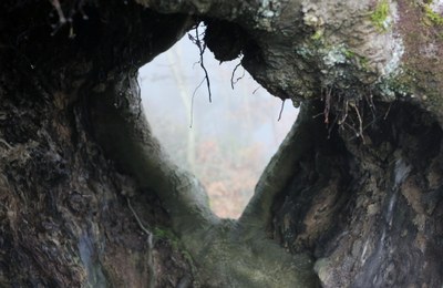 IMG_0733.JPG IMG_0733.JPG