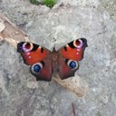 Tximeleta Eibar bisitatzen